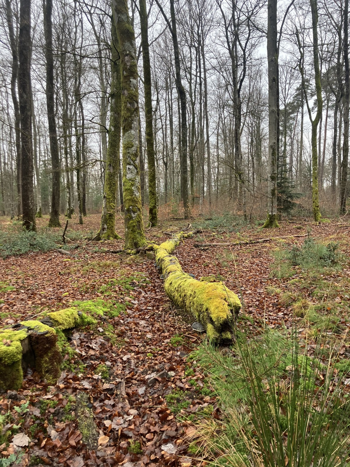 Corps territoire